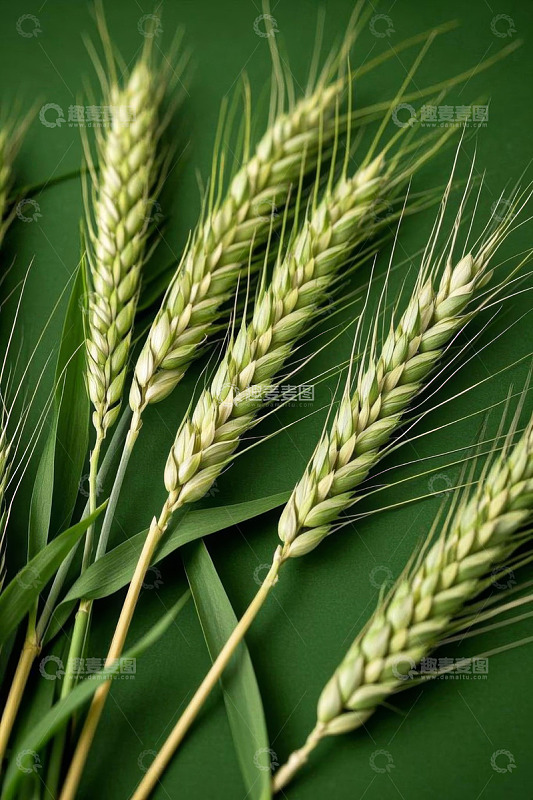 绿色背景下的小麦特写