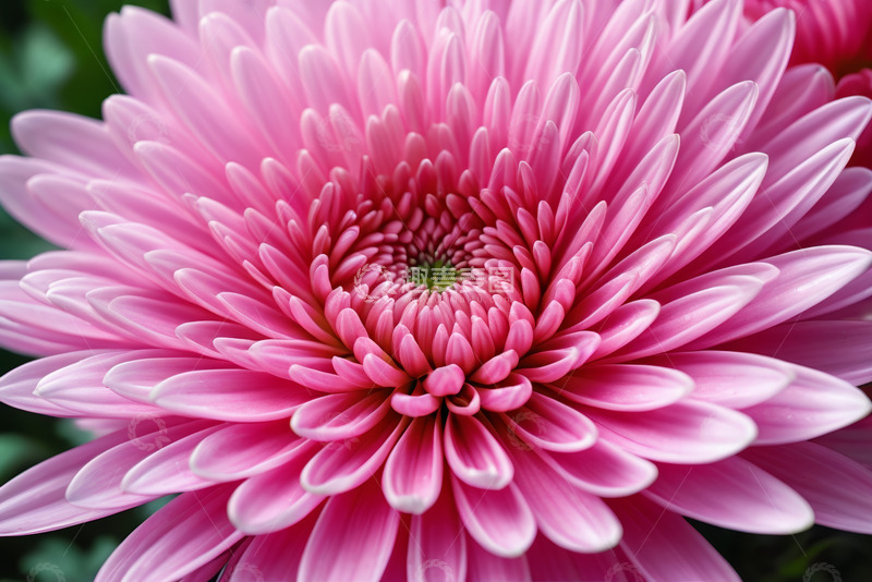 高清大图下载【趣麦麦图】粉色菊花微距特写