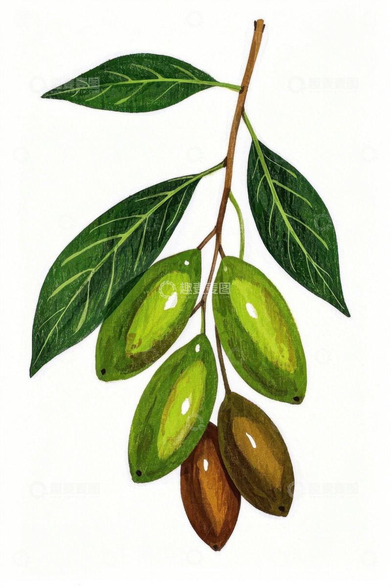 高清大图下载【趣麦麦图】手绘橄榄枝叶果实