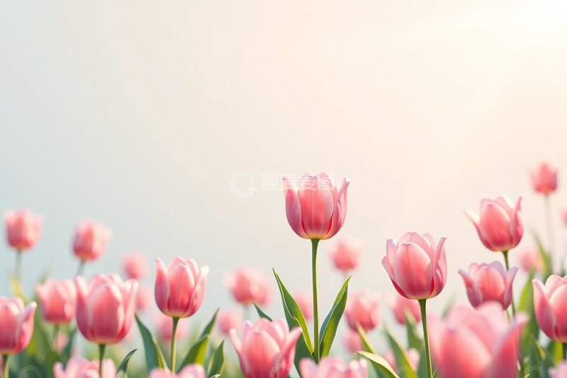 高清大图下载【趣麦麦图】粉色郁金香花海风景