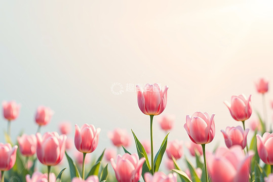 粉色郁金香花海风景