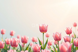 粉色郁金香花海风景