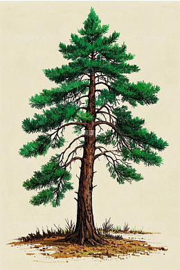 单棵松树手绘插画素材