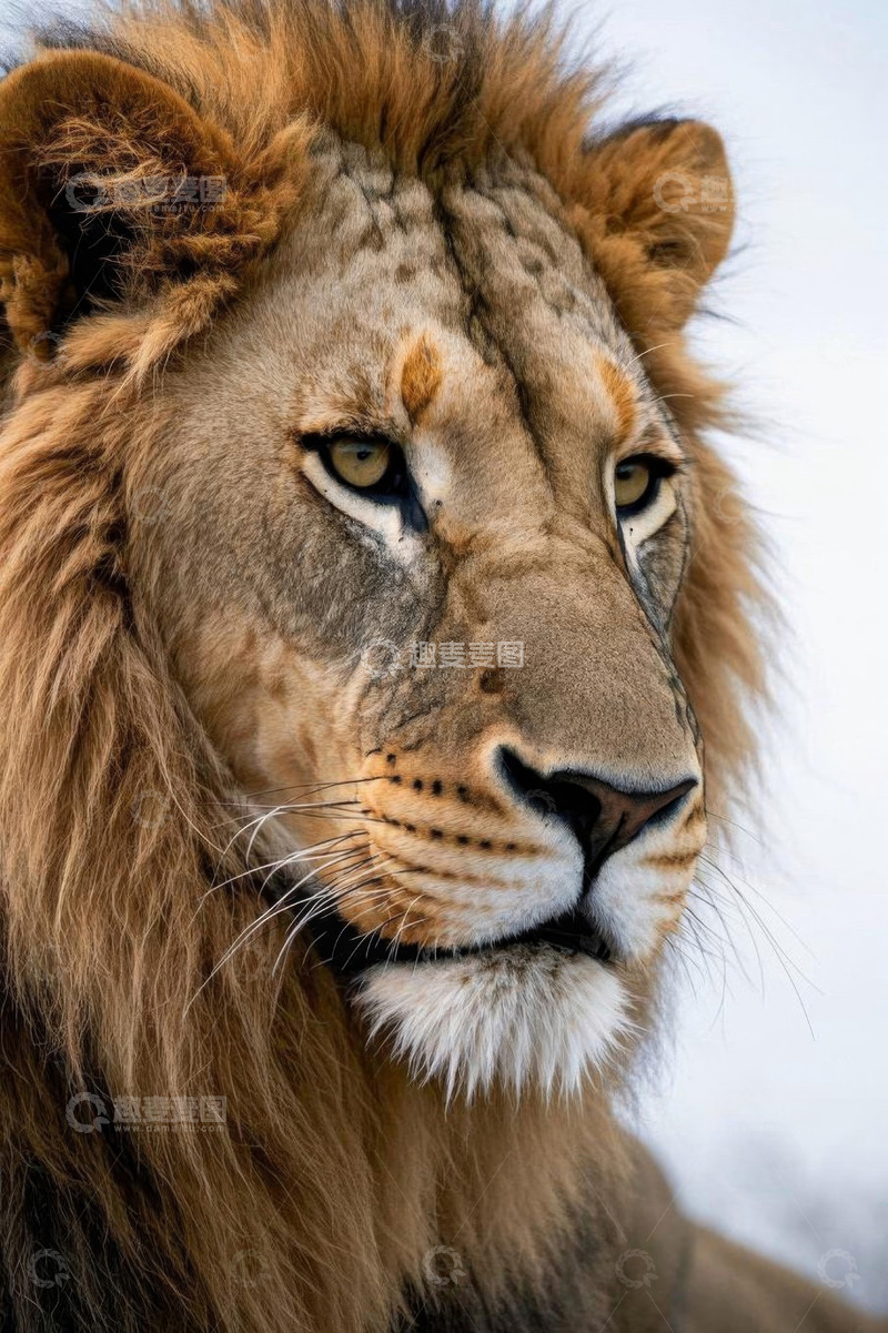 高清大图下载【趣麦麦图】雄狮头部特写素材