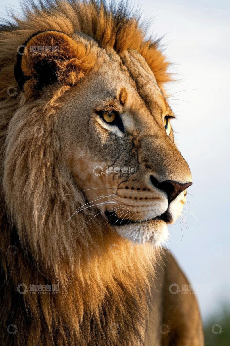 高清大图下载【趣麦麦图】雄狮特写，尽显王者风范
