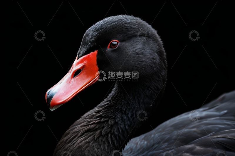 高清大图下载【趣麦麦图】黑天鹅特写