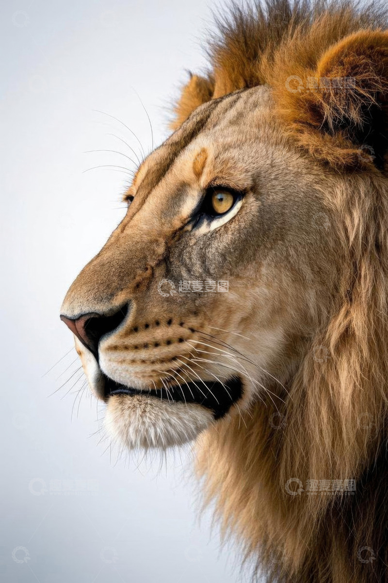 高清大图下载【趣麦麦图】雄狮侧面特写