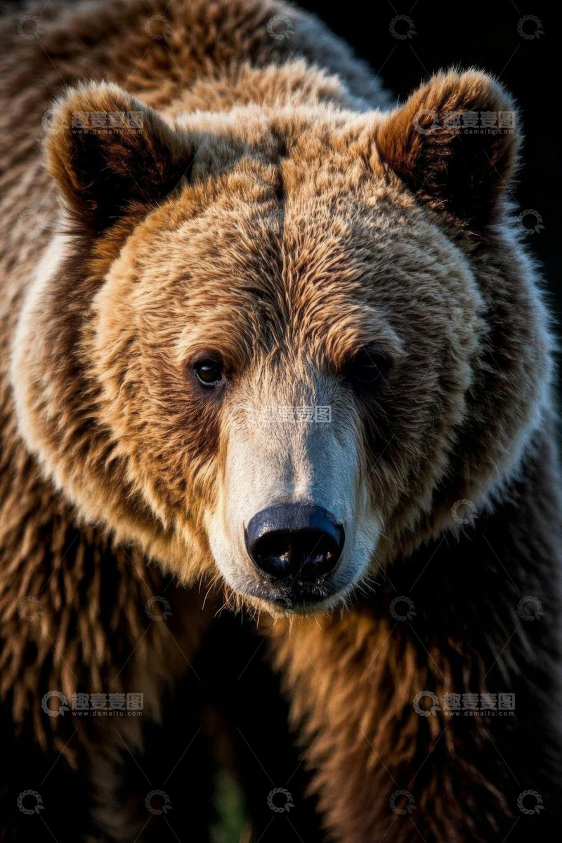 高清大图下载【趣麦麦图】棕熊特写素材