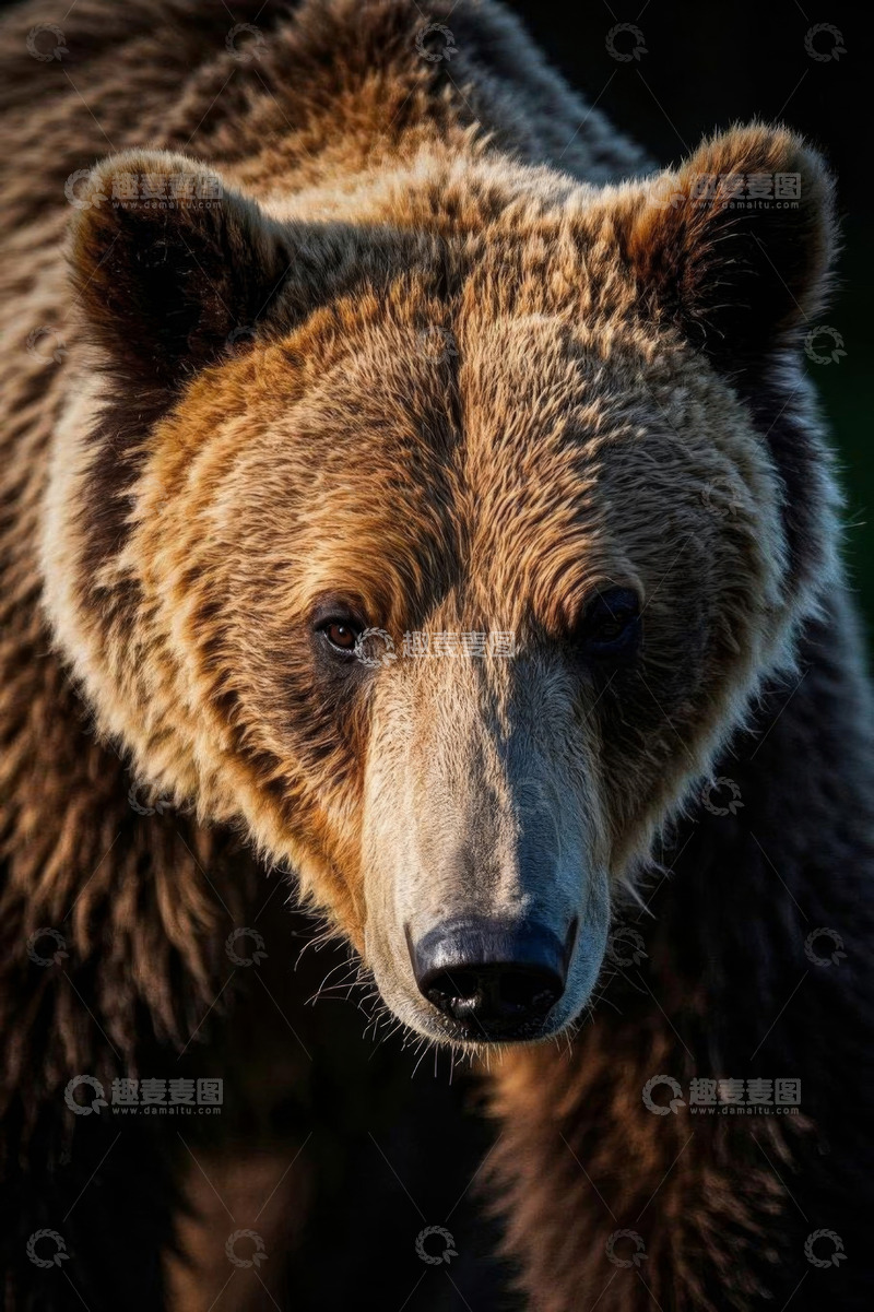 高清大图下载【趣麦麦图】棕熊特写近景画面