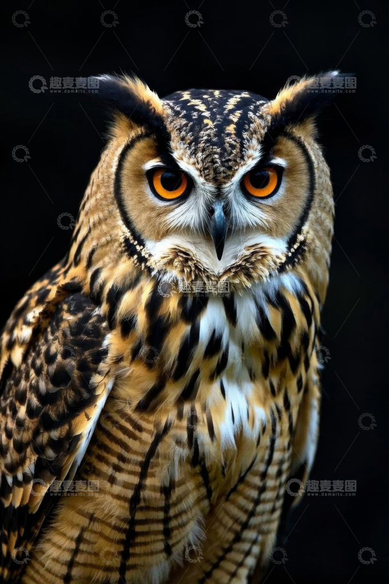 高清大图下载【趣麦麦图】猫头鹰特写
