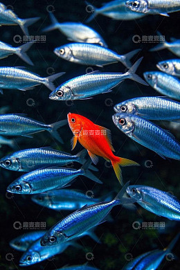 水下群鱼中独条红鱼景象