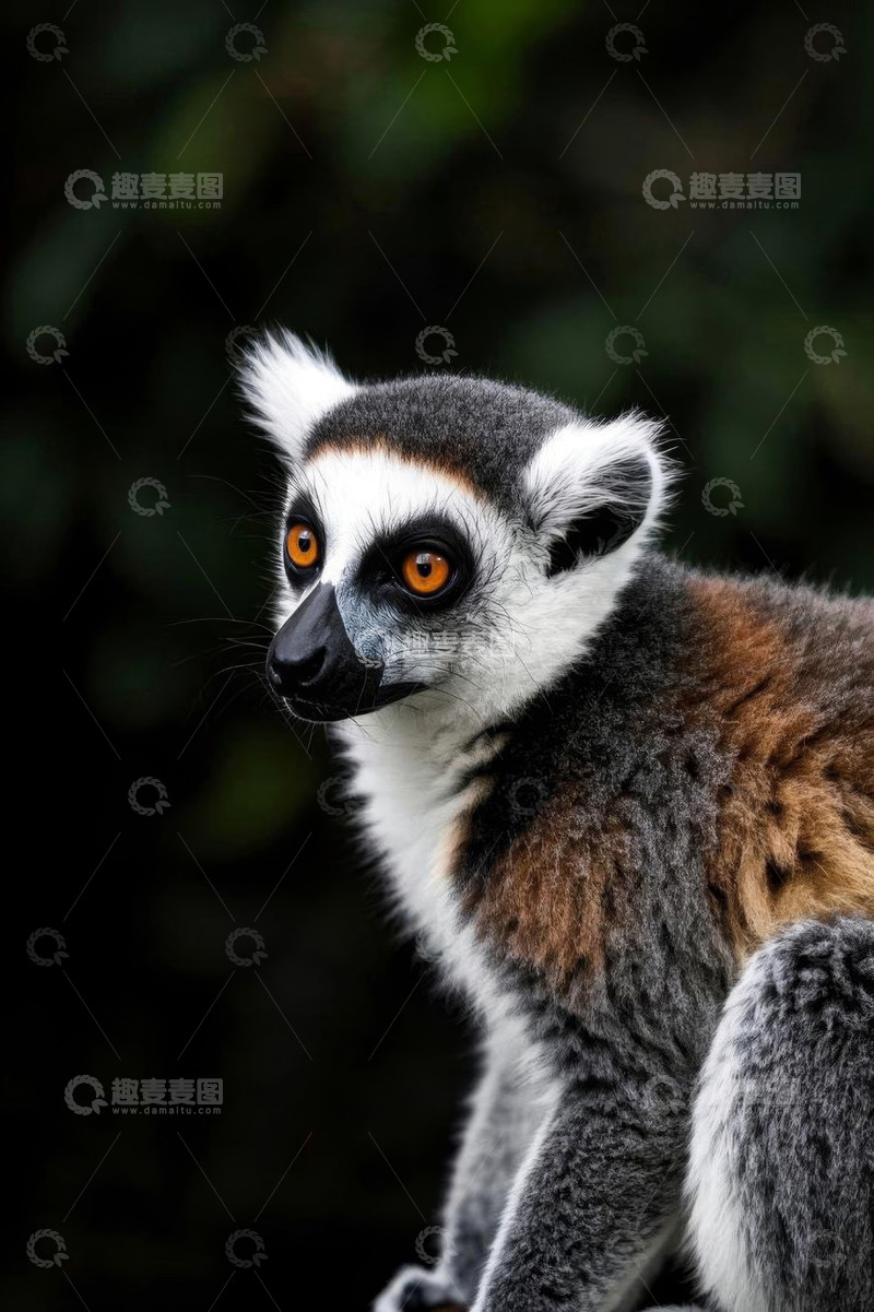 高清大图下载【趣麦麦图】环尾狐猴特写