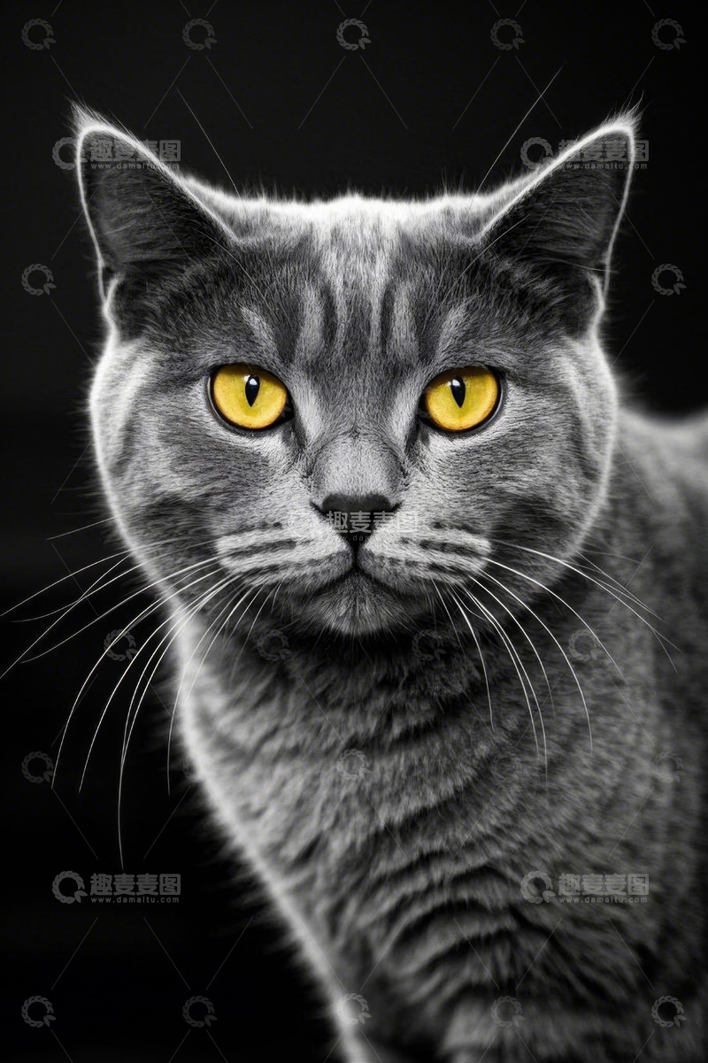 高清大图下载【趣麦麦图】灰猫黄色眼睛特写