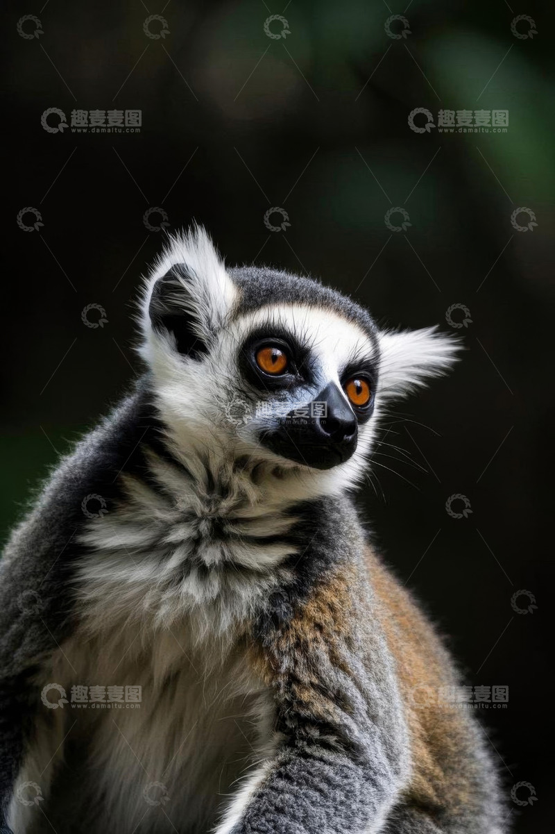 高清大图下载【趣麦麦图】环尾狐猴特写