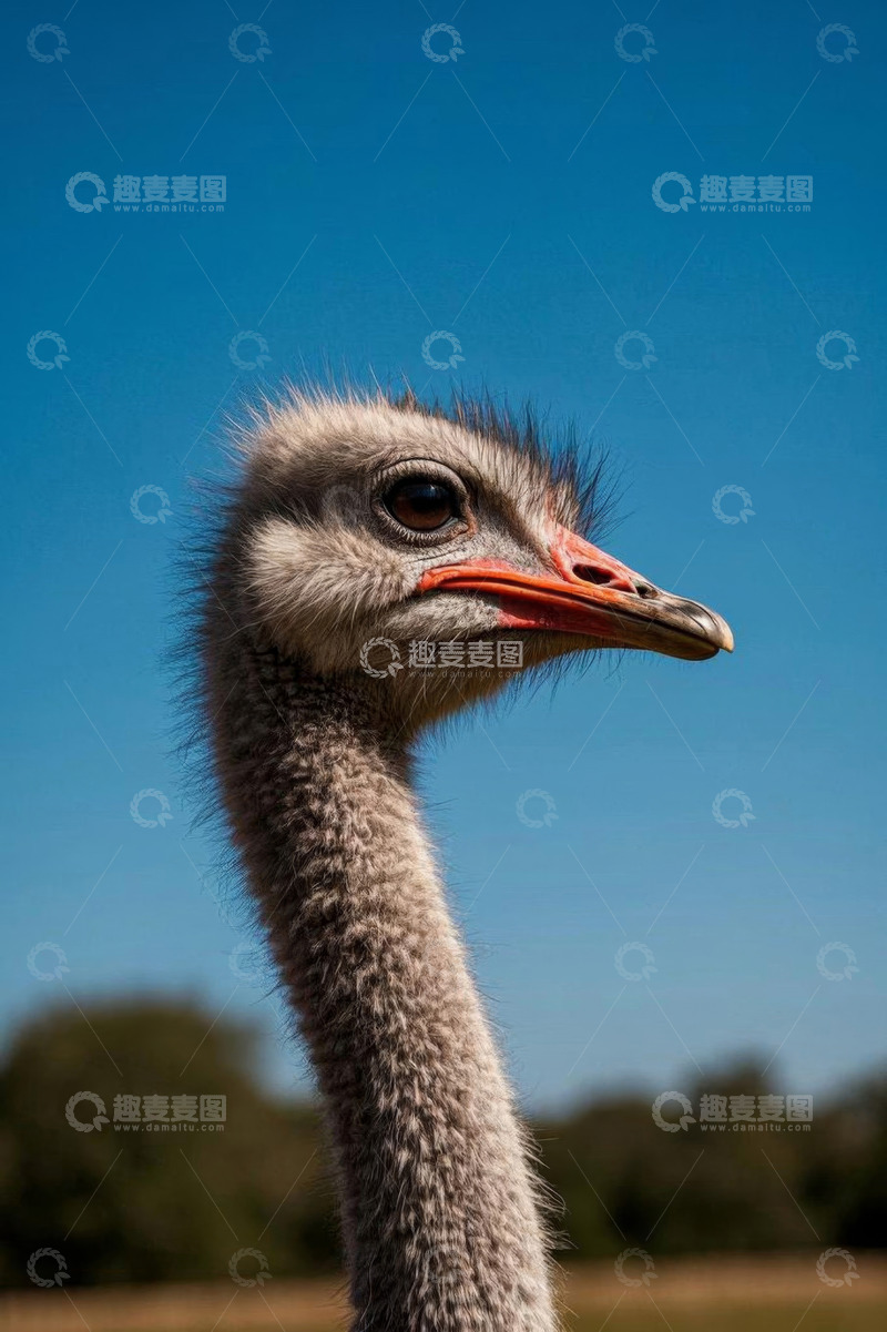 高清大图下载【趣麦麦图】鸵鸟头部特写