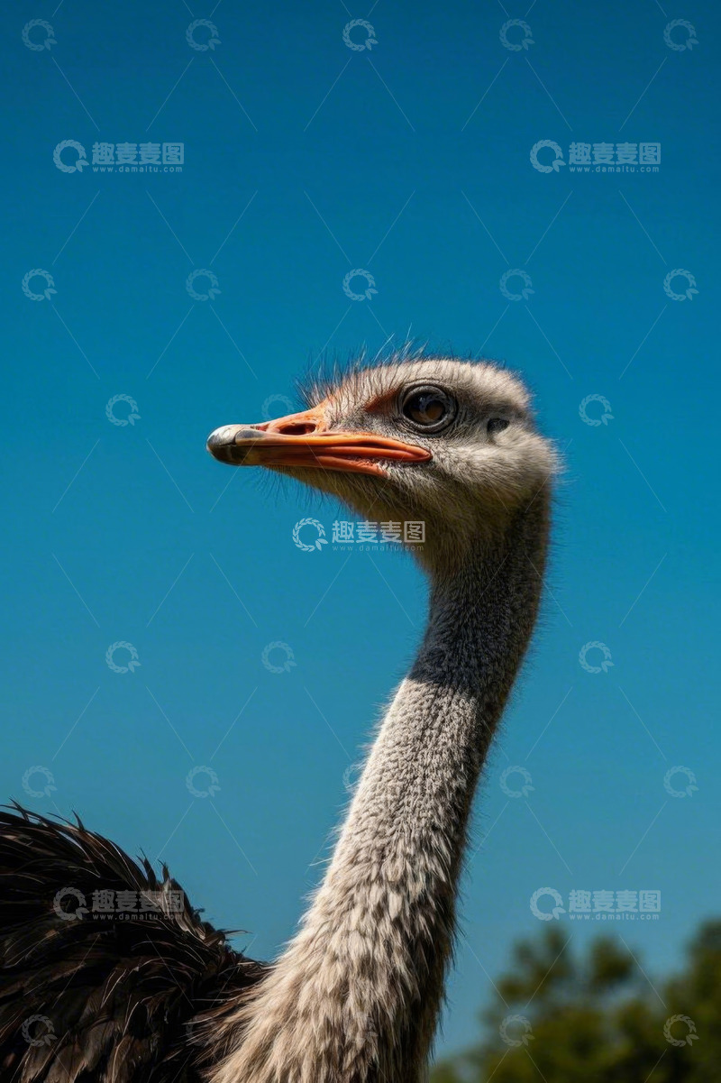 高清大图下载【趣麦麦图】鸵鸟头部特写