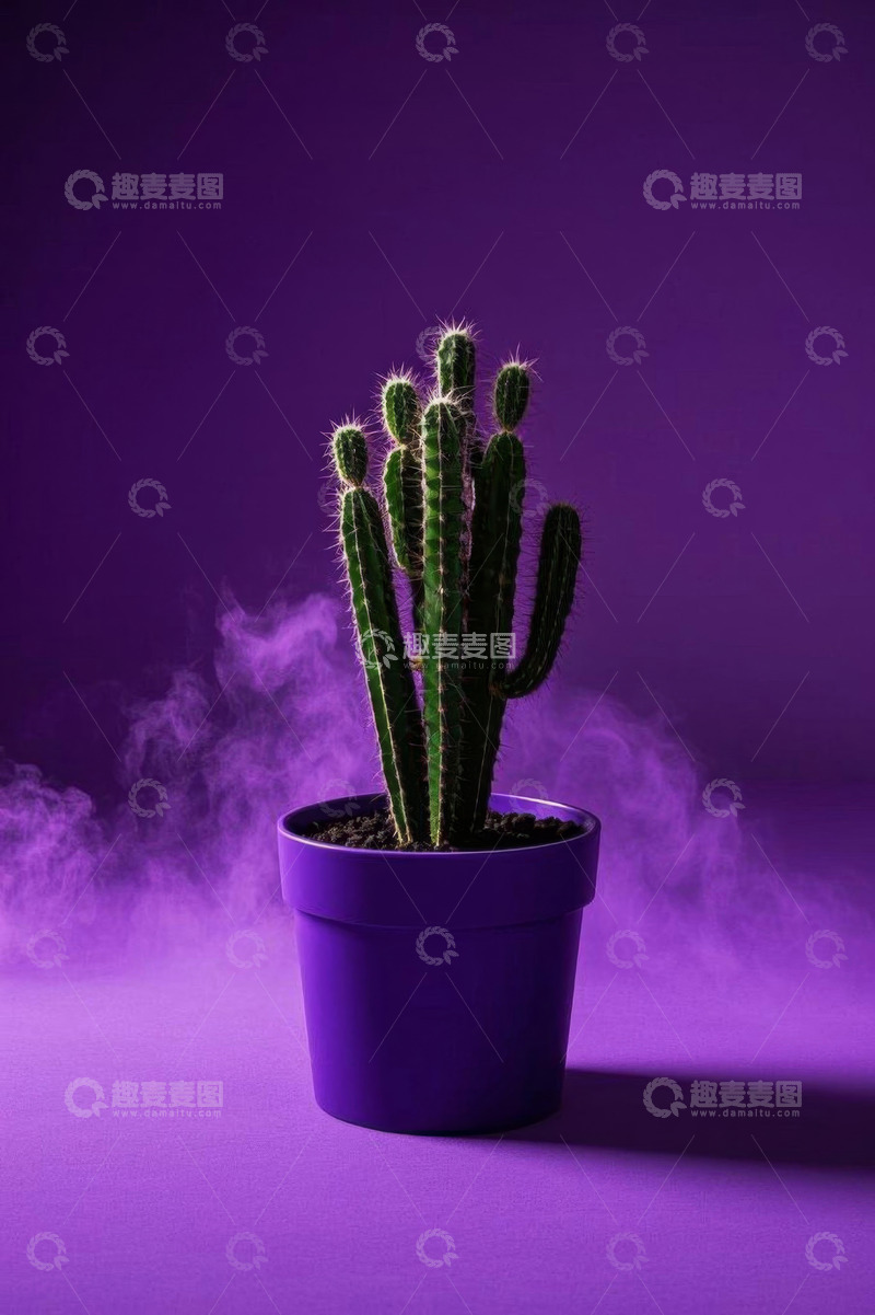 高清大图下载【趣麦麦图】紫色背景盆栽仙人掌