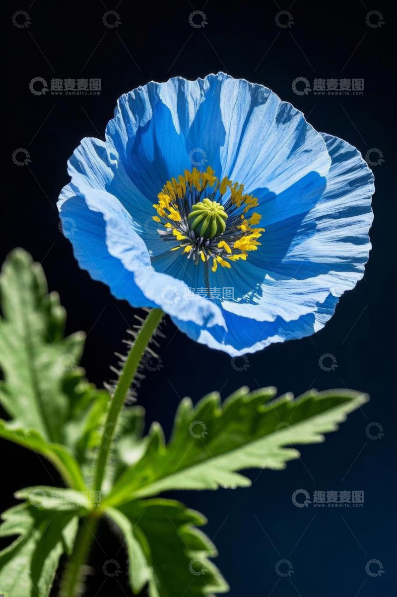 高清大图下载【趣麦麦图】蓝色花朵特写