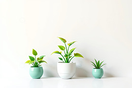 三盆绿植摆放在白色背景前