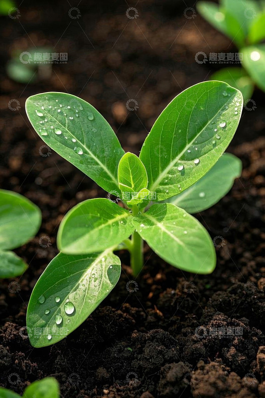 带水珠的嫩绿植物幼苗