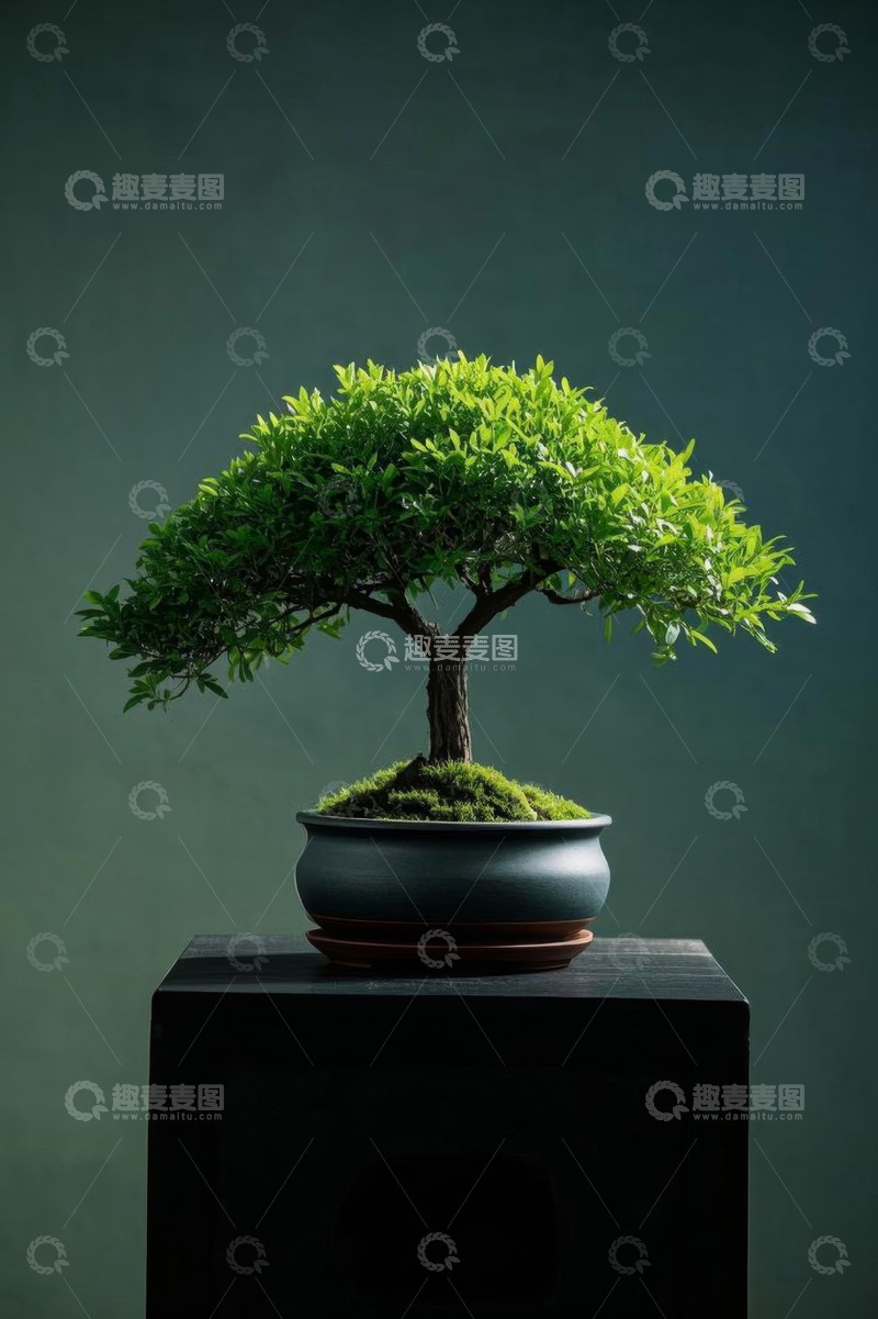 高清大图下载【趣麦麦图】中式盆景特写