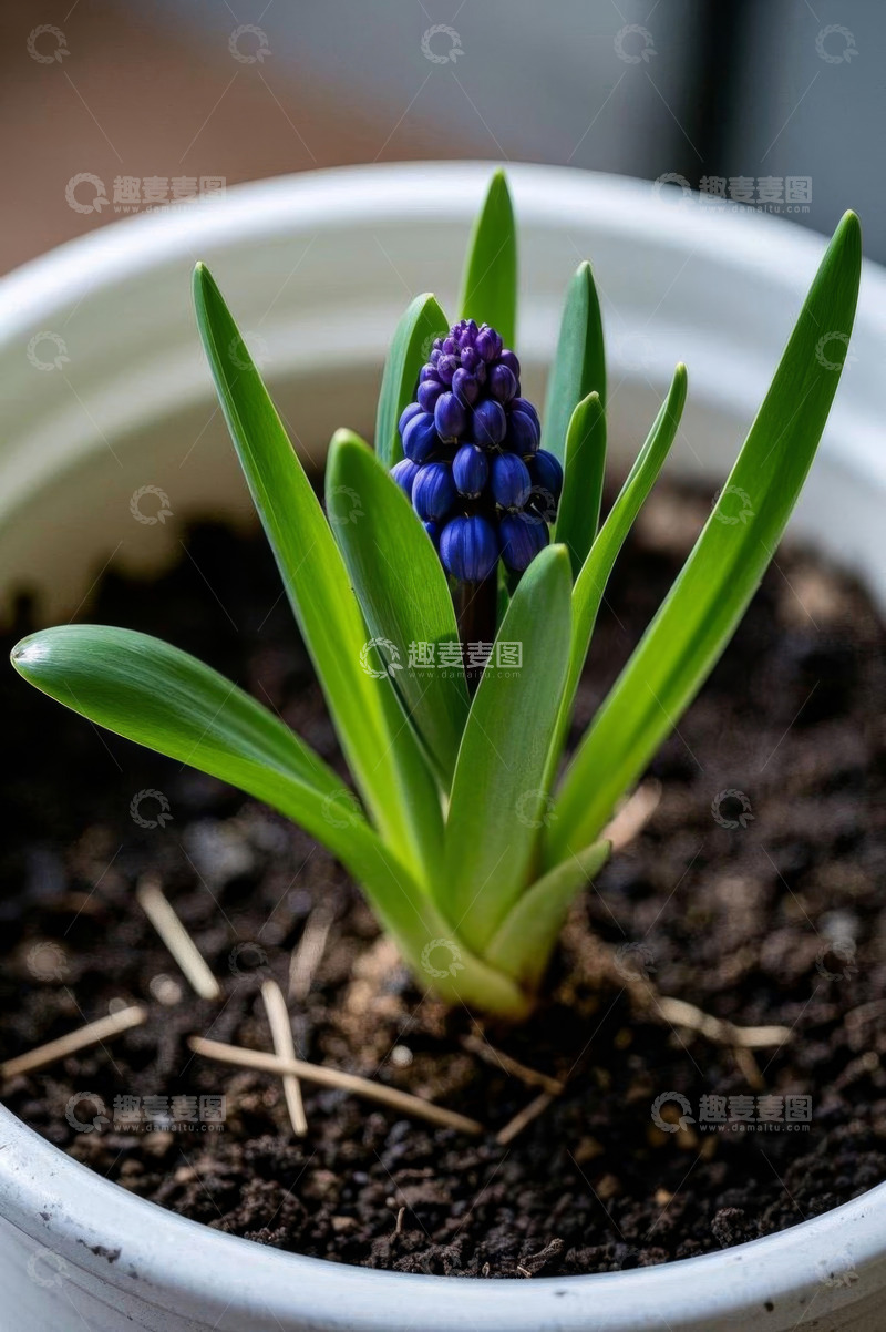 高清大图下载【趣麦麦图】盆栽风信子特写