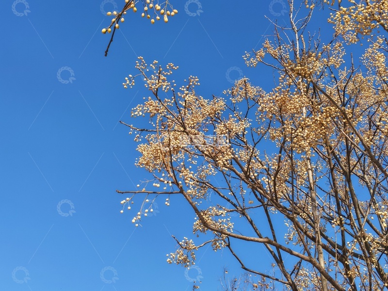 高清大图下载【趣麦麦图】蓝天下的树木