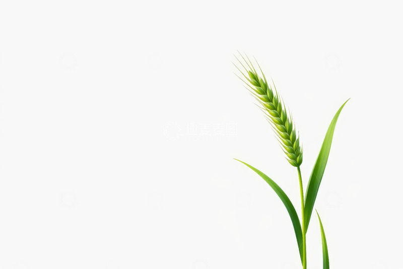 高清大图下载【趣麦麦图】单株绿色小麦特写