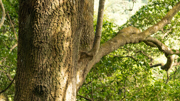 森林树干树枝自然风光摄影