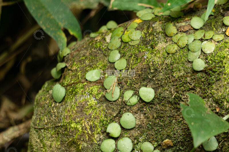 高清大图下载【趣麦麦图】伏石蕨森林石上青苔地被植物摄影