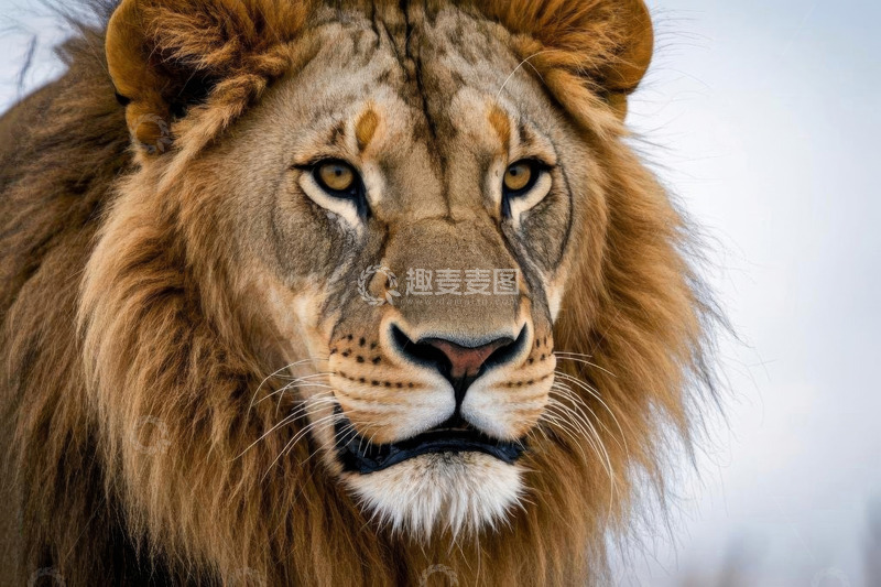 高清大图下载【趣麦麦图】雄狮特写素材