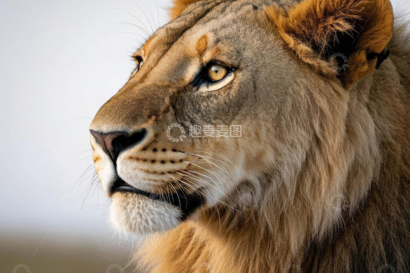 高清大图下载【趣麦麦图】雄狮特写