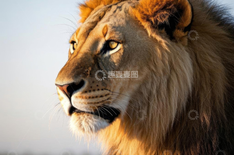 高清大图下载【趣麦麦图】雄狮头部特写