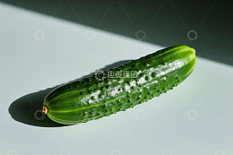 单根新鲜黄瓜静物拍摄