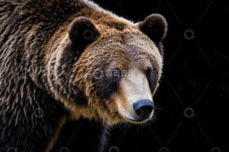 高清大图下载【趣麦麦图】棕熊特写