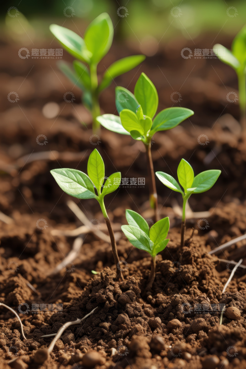 高清大图下载【趣麦麦图】土壤中生长的嫩绿幼苗