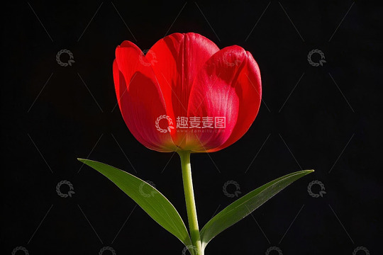 红色郁金香特写