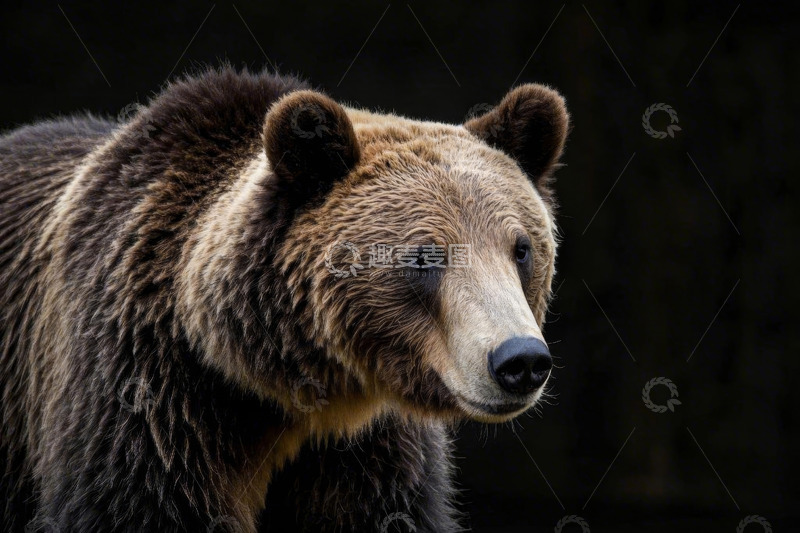 高清大图下载【趣麦麦图】棕熊特写画面