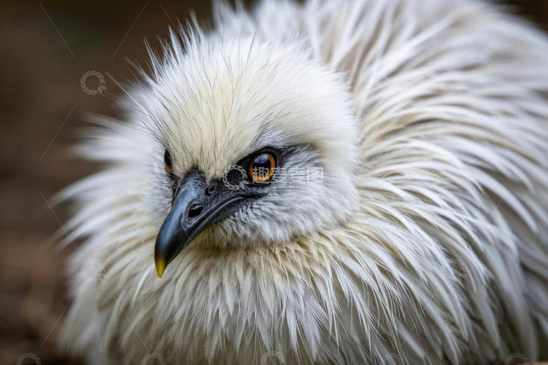 高清大图下载【趣麦麦图】毛茸茸鸟类特写