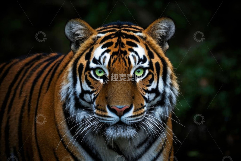 高清大图下载【趣麦麦图】老虎特写近景