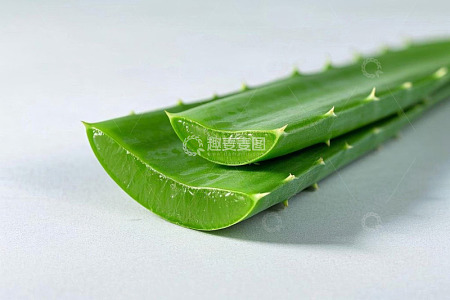 新鲜芦荟叶片特写