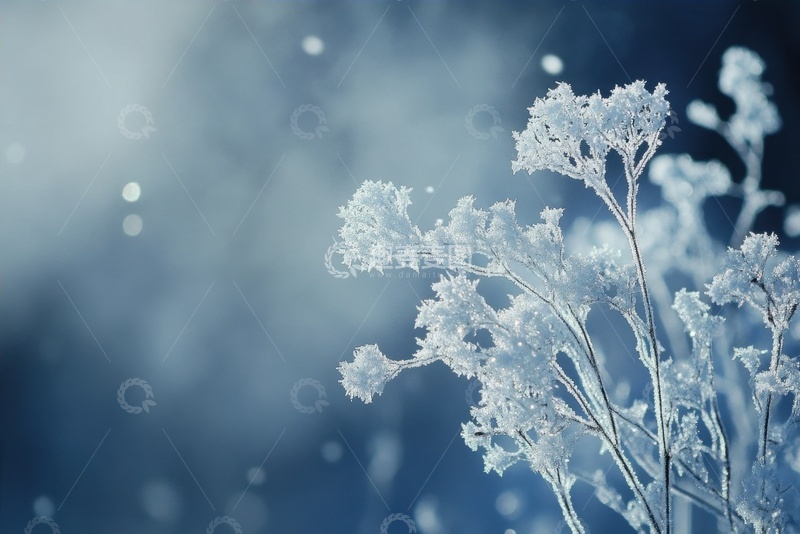 高清大图下载【趣麦麦图】冬季染霜的枯枝