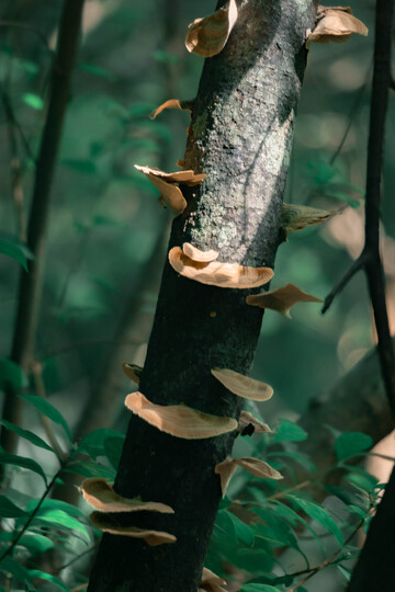 森林树干上生长的蘑菇