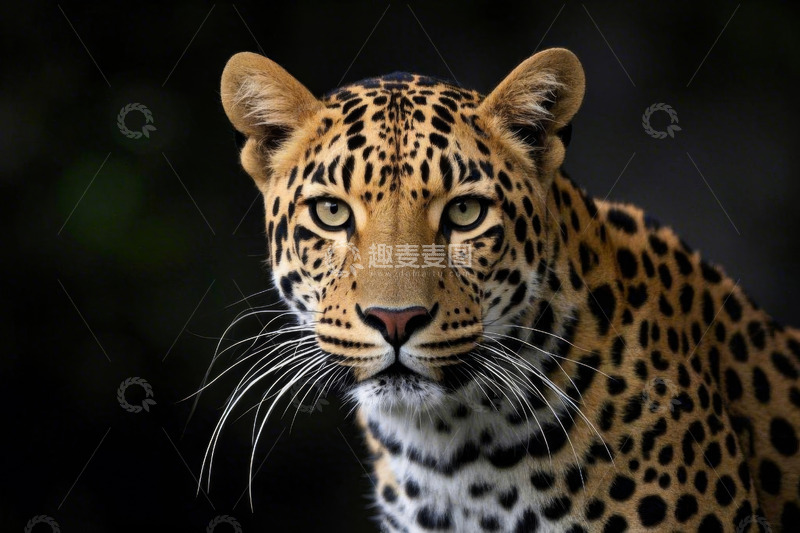 高清大图下载【趣麦麦图】美洲豹特写