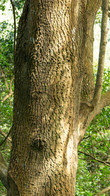 森林老树树干特写摄影图片