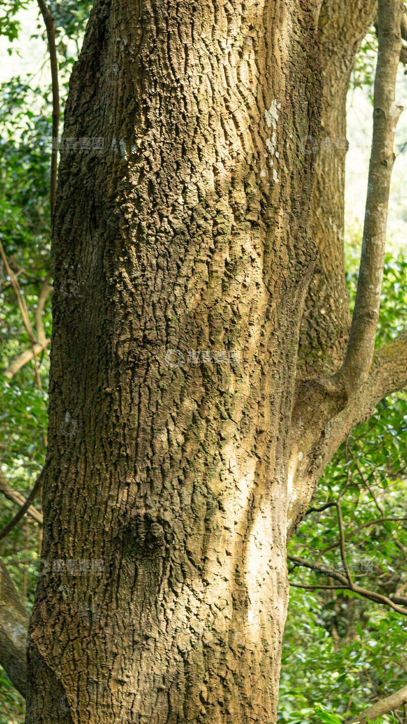 高清大图下载【趣麦麦图】森林老树树干特写摄影图片
