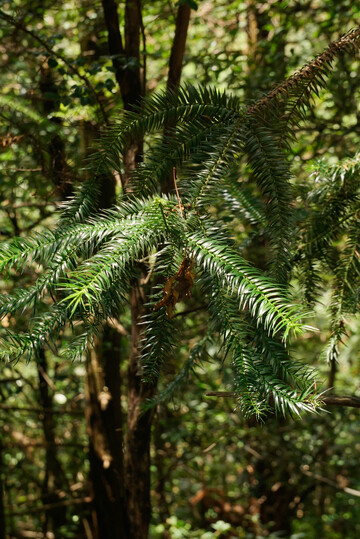 森林杉木针叶枝叶特写摄影