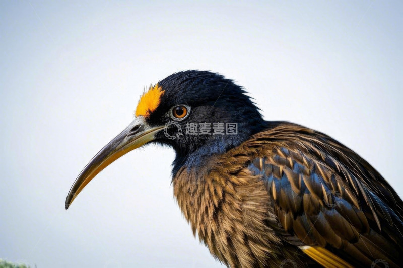 高清大图下载【趣麦麦图】长喙鸟类特写