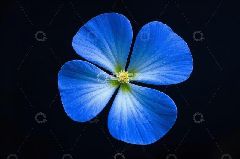 高清大图下载【趣麦麦图】蓝色花朵特写