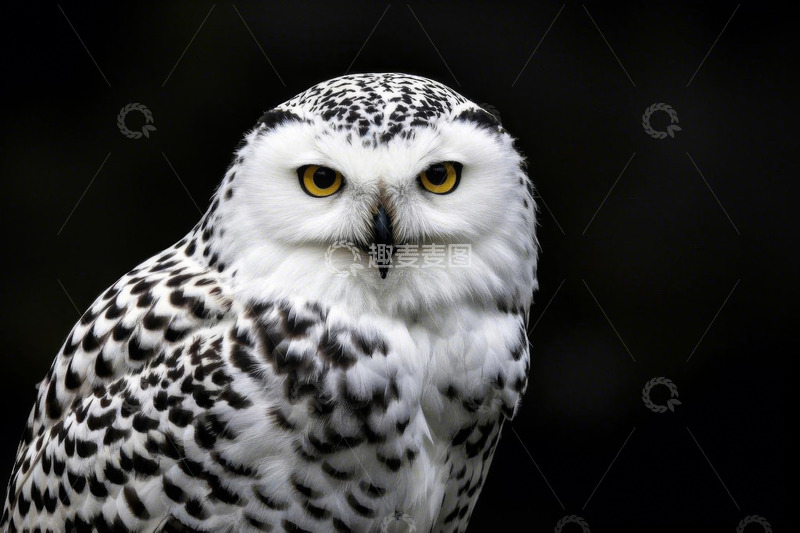 高清大图下载【趣麦麦图】雪鸮特写